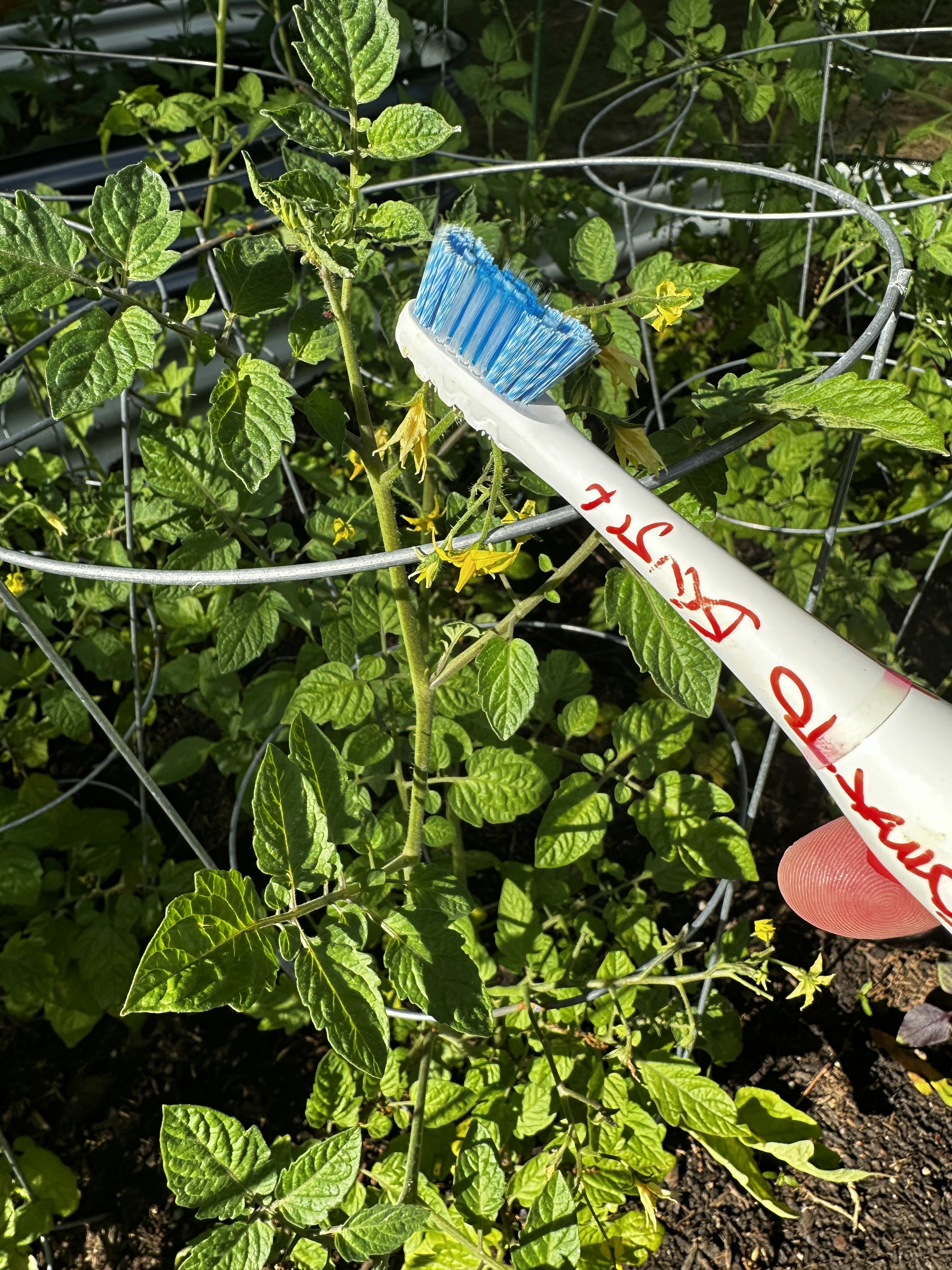 A picture of the electric toothbrush being used on a tomoato plant flower